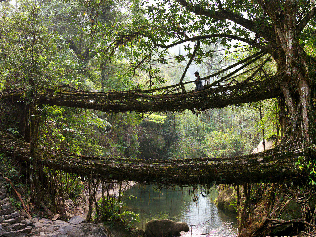 living bridges india