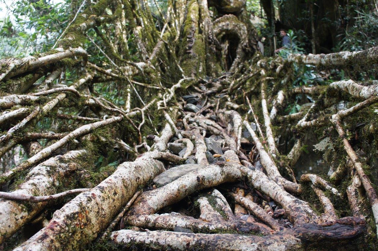 living-root-bridge