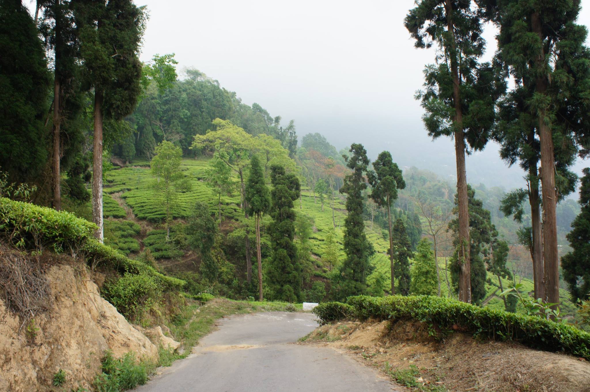 homestay near darjeeling